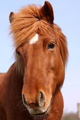 Image showing danish horses