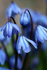 Image showing flowers