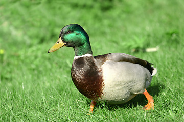 Image showing duck