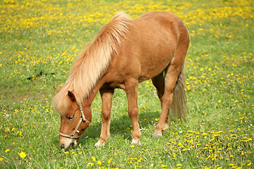 Image showing danish horses