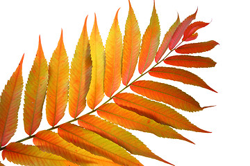 Image showing  leaves