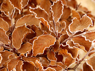 Image showing flower closeup