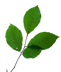 Image showing  leaves