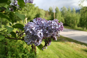 Image showing syringa vulgaris