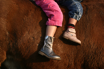 Image showing danish horses 