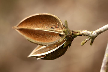 Image showing branches