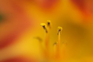 Image showing flower closeup