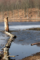 Image showing in the forest