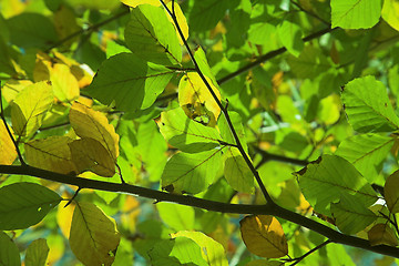 Image showing autumn leaves