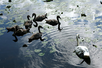 Image showing swans