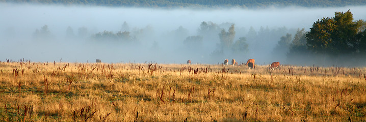 Image showing Danish cows in the fog