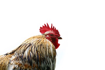 Image showing Cock