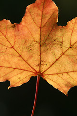 Image showing autumn leaves