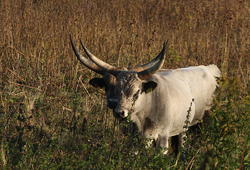 Image showing Cows 