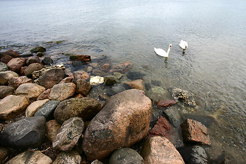 Image showing sea swans