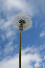 Image showing dandelion