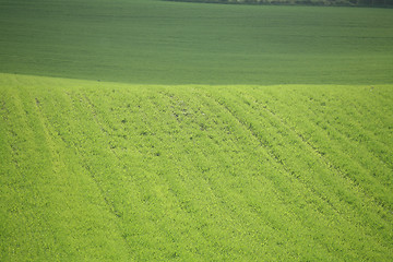 Image showing grass