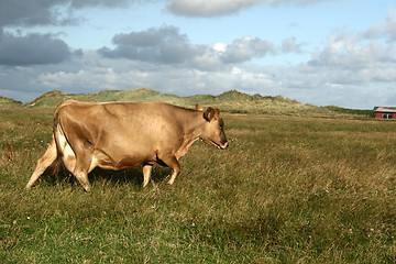 Image showing cow in denmark