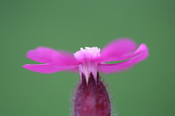 Image showing flower