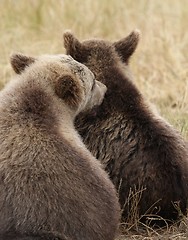 Image showing Brown bear