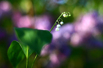 Image showing flower closeup