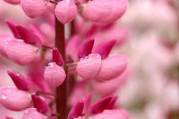 Image showing lupin flower closeup