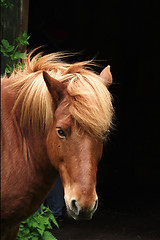 Image showing danish horses