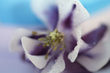 Image showing yellow flower closeup