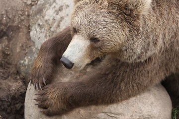 Image showing Brown bear