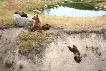 Image showing Brown bear