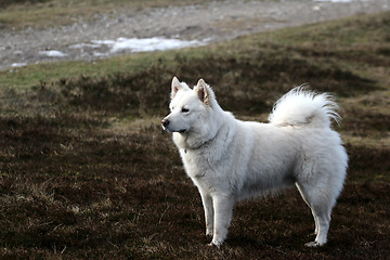 Image showing dog