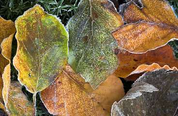 Image showing  leaves