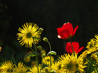 Image showing flower closeup