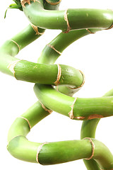 Image showing Bamboo Spiral