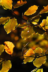 Image showing autumn leaves