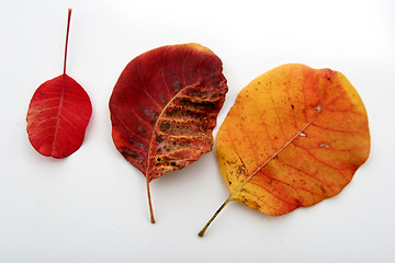 Image showing autumn leaves