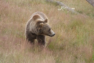 Image showing Brown bear