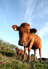 Image showing danish cows 
