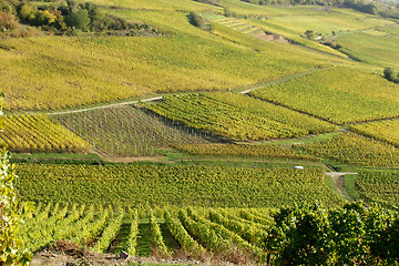 Image showing alsacian vineyards