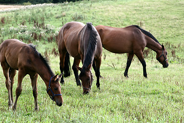 Image showing horses