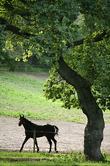 Image showing danish horses