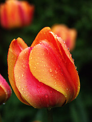 Image showing flower closeup