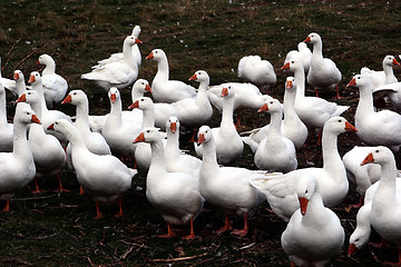 Image showing goose