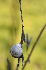 Image showing snails