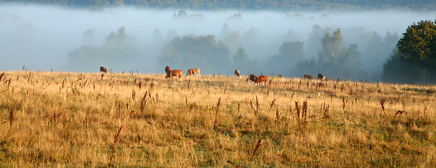 Image showing Danish cows in the fog