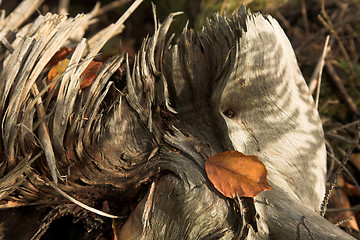 Image showing  leaves