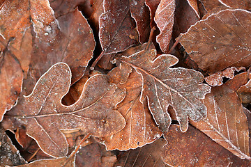 Image showing winter leaves