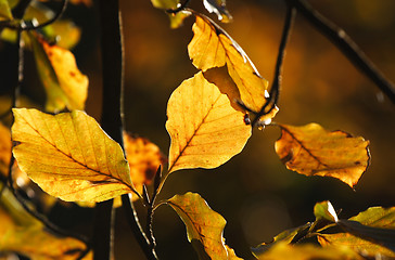 Image showing autumn leaves