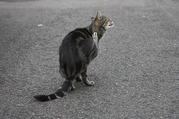 Image showing cat