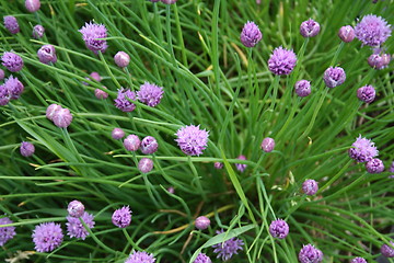 Image showing flowers